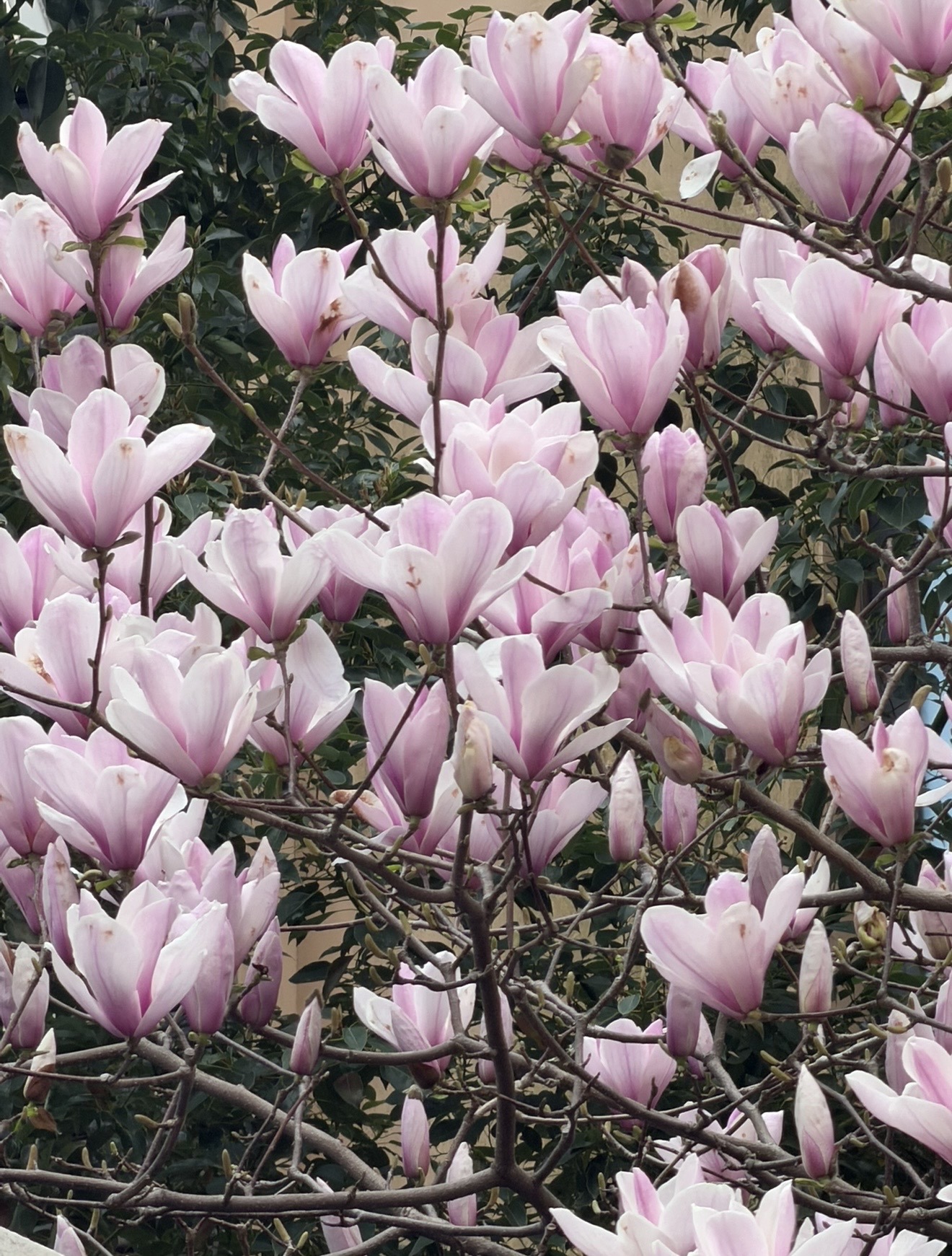 《玉兰花开》邓卓